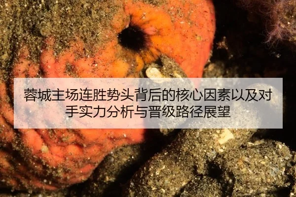 蓉城主场连胜势头背后的核心因素以及对手实力分析与晋级路径展望 | bet365ee